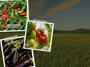 اد اڤ ڤد 1 مي؟ 